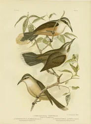 Pomatorhinus temporal o Babbler de corona gris, 1891